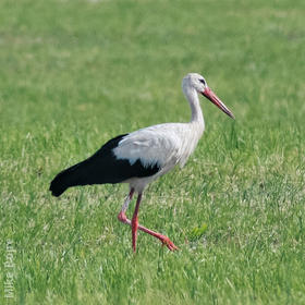 Western White Stork