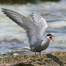 White-cheeked Tern (Breeding plumage)