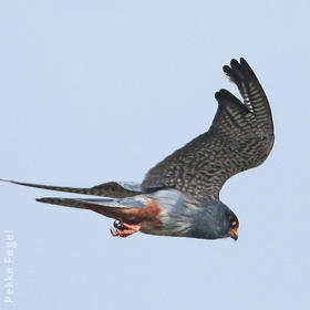 Red-footed Falcon (Male)