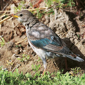 Rose-coloured Starling (Immature moulting)
