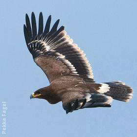 Steppe Eagle (Juvenile)