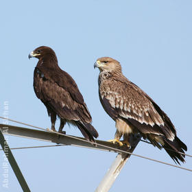 Eastern Imperial Eagle (Immature,right, with Greater Spotted Eagle, left)