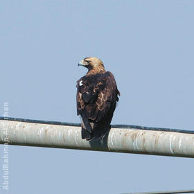 Eastern Imperial Eagle (Winter)