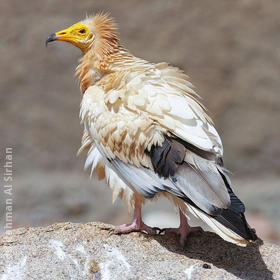 Egyptian Vulture (YEMEN)