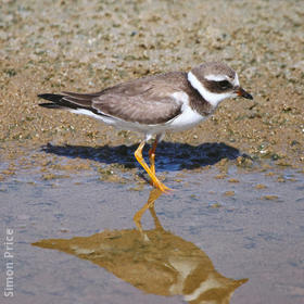 Common Ringed Plover (Juvenile)