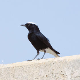 White-crowned Wheatear (Spring)