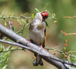 Eastern Goldfinch (INDIA)