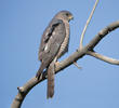 Levant Sparrowhawk (Female, ARMENIA)