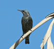Common Starling (Winter)