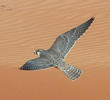 Barbary Falcon (UAE)