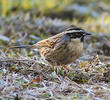 Black-throated Accentor (Male, INDIA)