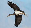 Black Stork (Immature, EGYPT)