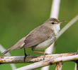 Blyth’s Reed Warbler (FINLAND)