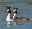 Great Crested Grebe (Breeding plumage, ITALY)