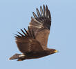 Lesser Spotted Eagle (EGYPT)