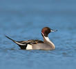 Northern Pintail (Male, ITALY)