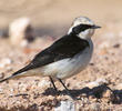 Pied Wheatear (Male pale-throated form)