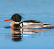 Red-breasted Merganser (Male, ITALY)