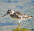 Broad-billed Sandpiper (Early autumn)