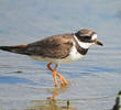 Common Ringed Plover (Spring)