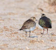 Eurasian Golden Plover (Adult or immature winter with Northern Lapwing)