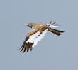 Greater Hoopoe-Lark in flight