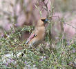 Desert Finch (Breeding plumage)