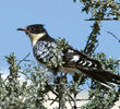 Great Spotted Cuckoo 