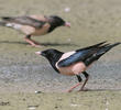 Rose-coloured Starling (Males spring)