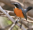 White-throated Robin (Male)