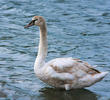 Mute Swan (Juvenile, GREECE)