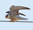 Amur Falcon (Female)