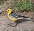 Citrine Wagtail (Male spring)