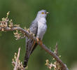 Common Cuckoo (Male)