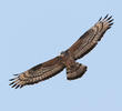 Crested Honey Buzzard (Aberrant plumage, possibly a hybrid)