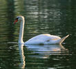Mute Swan (GERMANY)