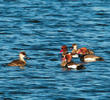 Red-crested Pochard (Males and females)