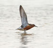 Red Knot (Breeding plumage)