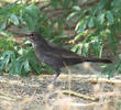 Eurasian Blackbird (Female)