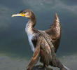 Great Cormorant (Immature)