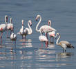 Greater Flamingos (Adults and a juvenile)
