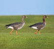 Greater White-fronted Goose (Juveniles)