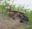Lappet-faced Vulture (Immature)