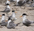 Lesser Crested Tern (Nesting colony)