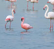 Lesser Flamingo (Among Greater Flamingos)