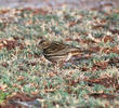 Meadow Pipit (Autumn)
