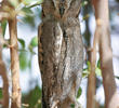 Pallid Scops Owl 