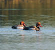 Red-crested Pochard (Males)