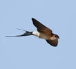 Red-rumped Swallow (Male)