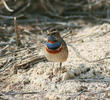Red-spotted Bluethroat (Male breeding plumage)